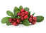 cranberry seed oil