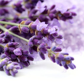 lavender hydrosol