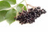 phytocide elderberry os