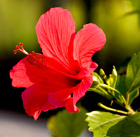 hibiscus extract