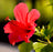hibiscus extract